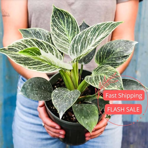 Philodendron Birkin Live Plant | Variegated Philodendron Starter House  Plants | Indoor Tropical Houseplants | Low Maintenance Rare Gifts - Etsy