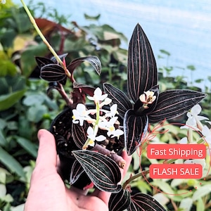 Jewel Orchid Live Plant | Ludisia Discolor Starter House Plants | Rare Houseplant Gifts | Blooming Flower Garden | Red Orchids White Blooms