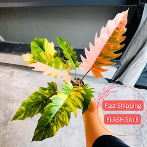 Caramel Marble Philodendron Seeds - Etsy