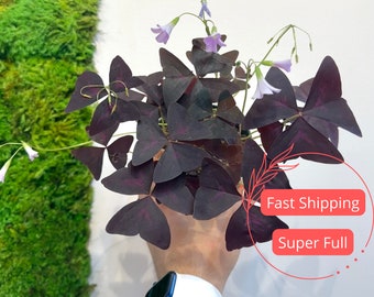 Oxalis Triangularis | Purple and Green Shamrock Plant | Oxalis Plant | Live Oxalis Triangularis Purple Shamrock Plant | Shamrock Plant