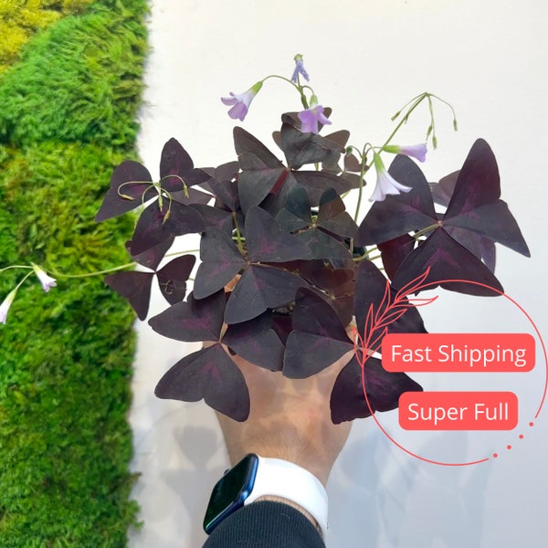 Oxalis Triangularis Plants | Purple Shamrock Plant | Oxalis Bulbs | Live Oxalis Triangularis Purple Shamrock Plant | Shamrocks House Plant