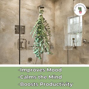 Eucalyptus shower bundle hanging in bathroom home decor