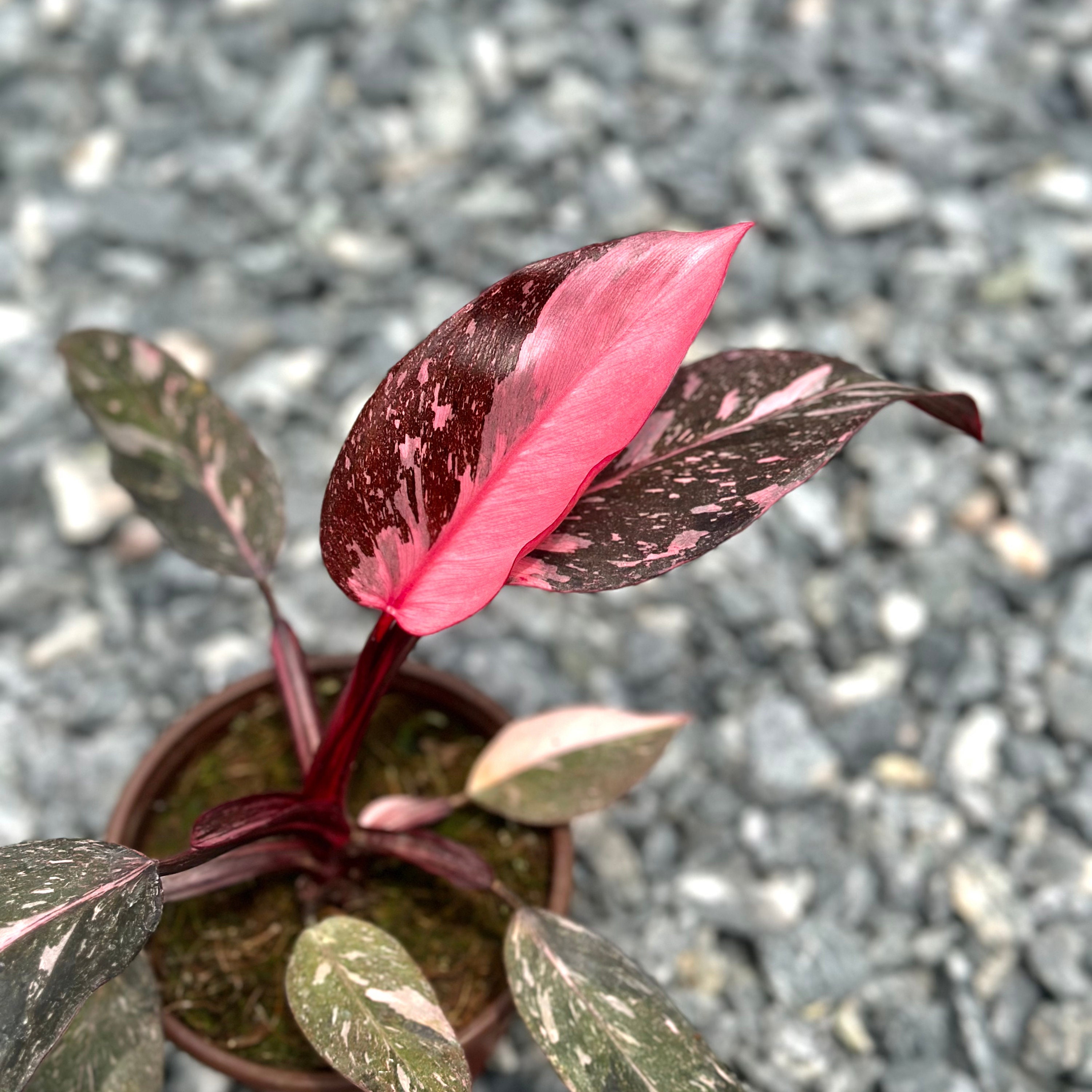 Philodendron Pink Princess Large Tissue Culture | Variegated Pink