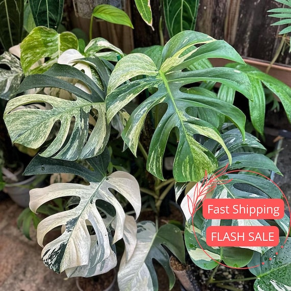 Monstera Aurea Live Plant Tissue Culture | Monsteras Variegated | Indoor Tropical House Plants Gifts | Houseplants Plantlet Variegata Albo