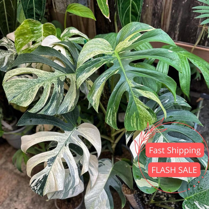 Monstera Aurea Live Plant Tissue Culture