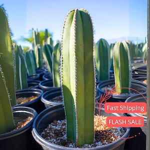 May include: A tall, green cactus with a ribbed texture and white spines, potted in a black container. The image shows multiple cacti in a nursery setting, with a bright blue sky in the background. The cacti are a vibrant green color.