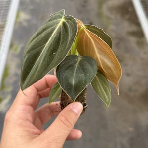 May include: A close-up of a Philodendron Melanochrysum plant. The plant has dark green, velvety leaves with prominent veins. Some leaves are a bronze color. The plant is held in a hand, showing the root system.