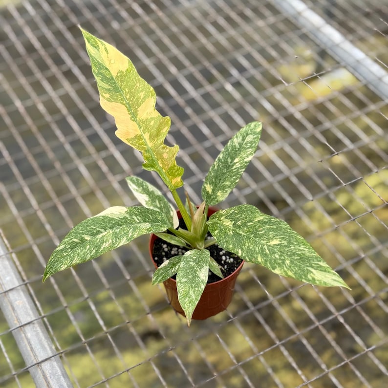 NYCitySucculents Philodendron Ring of Fire Plant - Thumbnail 5