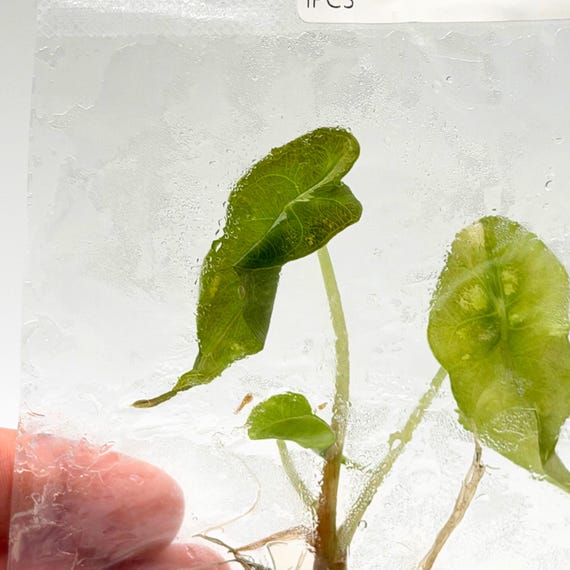 Alocasia Venom Tissue Culture Plant | Alocasia Venom Roots
