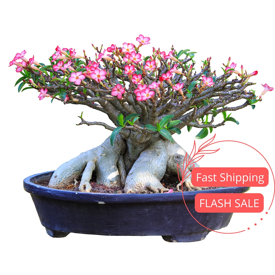Desert Rose Plant Large | Adenium Obesum Desert Rose Seeds Starter ...