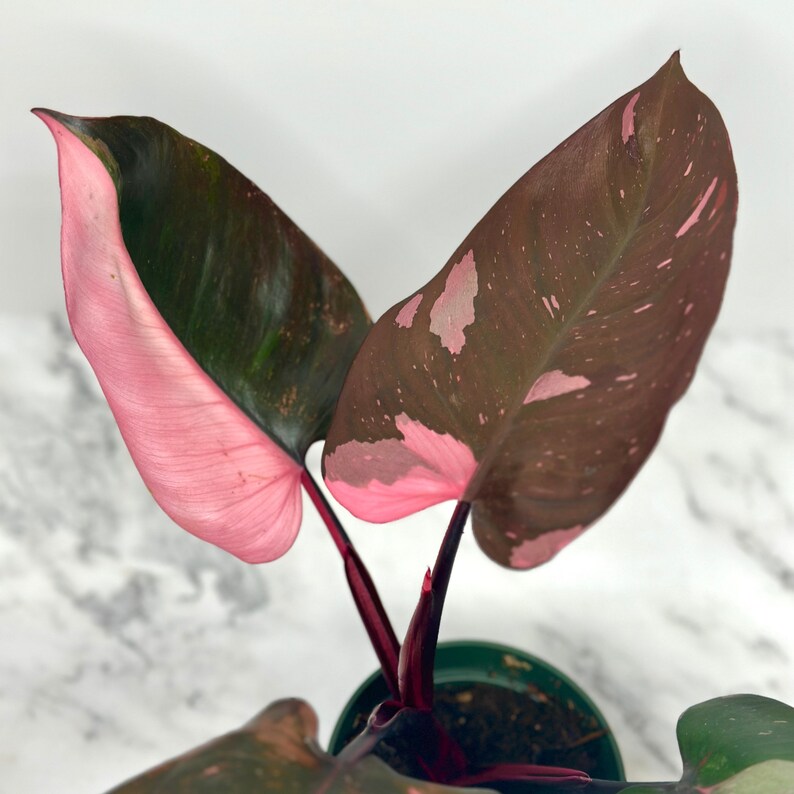 NYCitySucculents Philodendron Pink Princess Marble