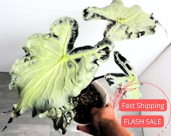 Alocasia Venom Live Plant | Alocasias Tissue Culture Roots | Indoor Tropical House Plants Gifts | Cutting Outdoor Houseplant Elephant Ears