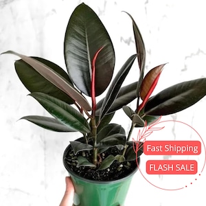 May include: A rubber plant in a green pot. The plant has large, dark green leaves with red stems and new growth. The leaves have a glossy appearance. The plant is in a green pot. The background is a white marble pattern.