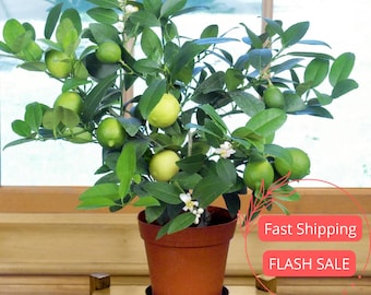 Key Lime Tree Live Plant | Grafted Keylime Plants | Citrus Fruit Trees Houseplant | Houseplants for Indoor Outdoor Garden | Edible Plants