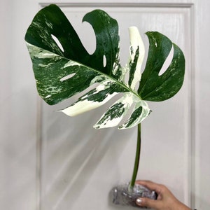 Monstera Albo Cutting Large Variegated Monstera Albo Starter Plant White Albo Monstera Plant Rare Plants Houseplants Plant Gifts image 6