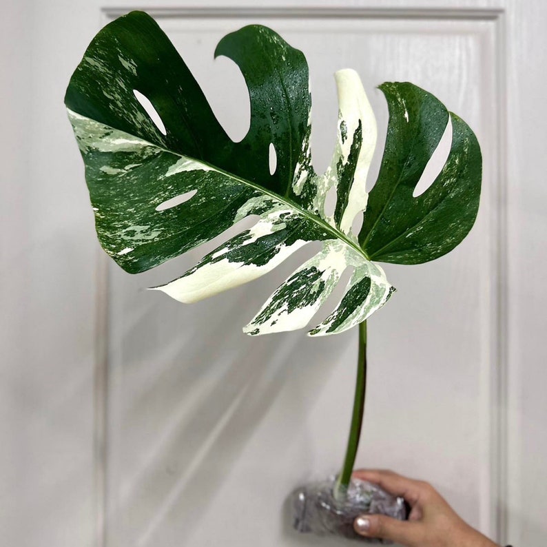 Monstera Albo Cutting Large Variegated Monstera Albo Starter Plant White Albo Monstera Plant Rare Plants Houseplants Plant Gifts image 6