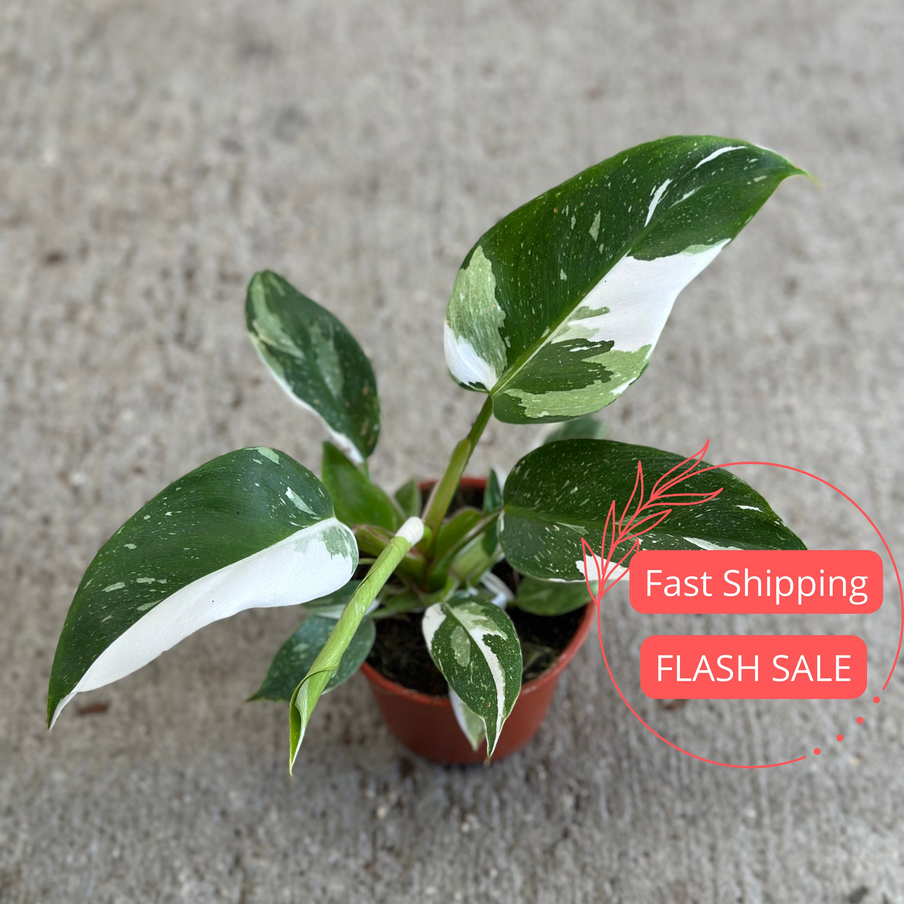 Philodendron White Princess Large | Philodendron White Princess Starter Plants | Rare Indoor Houseplants | Rare Variegated Philodendron