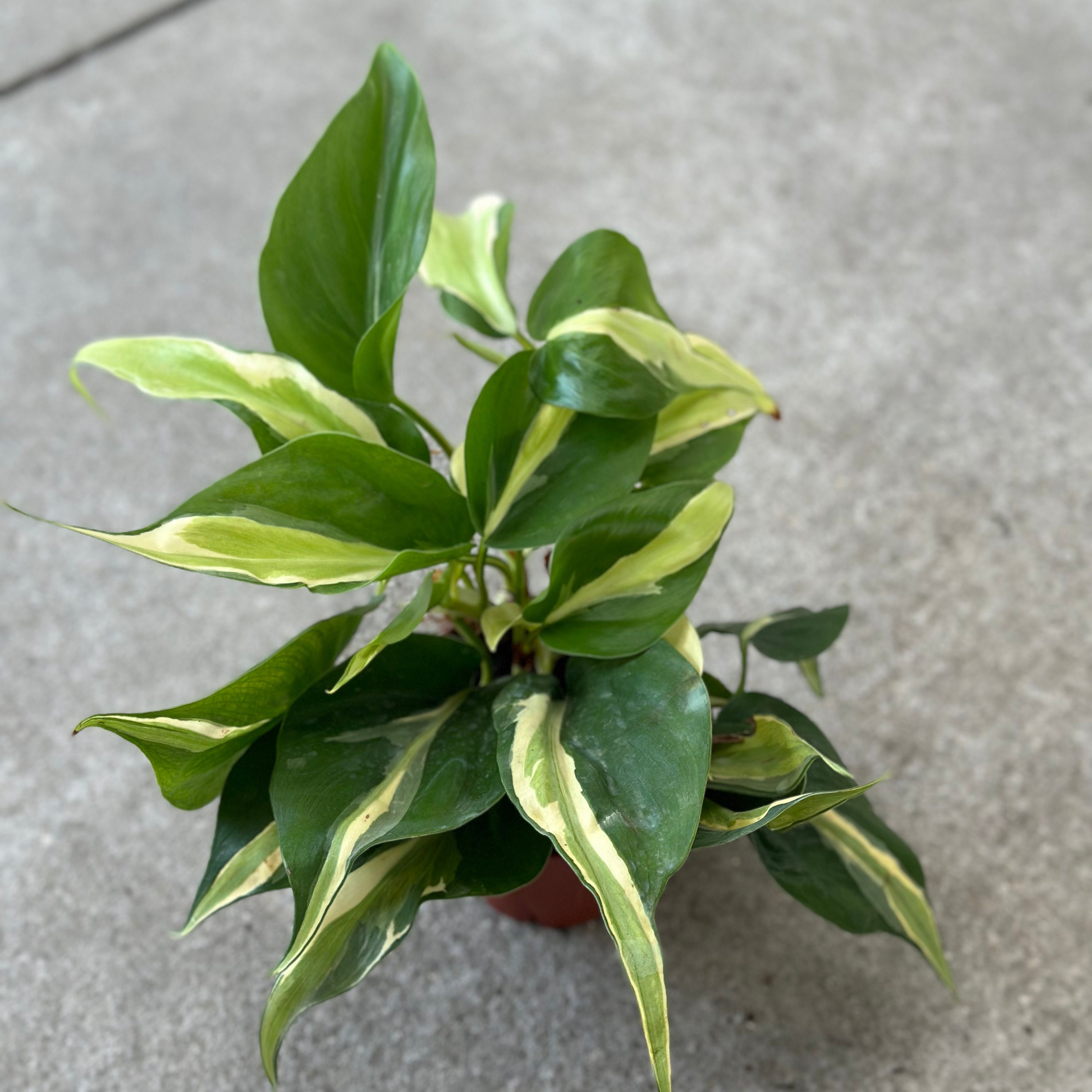 Philodendron Rio Large | Philodendron Rio Starter Planter Plant | Rio  Philodendron Variegated Houseplants | Rare Plants | Plant Gifts - Etsy