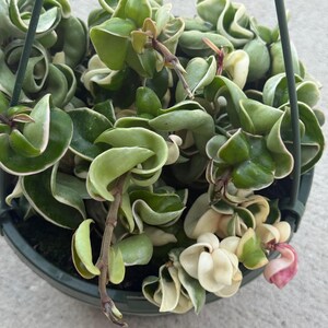 Puede incluir: Una planta Hoya carnosa compacta, tambi&eacute;n conocida como planta cuerda hind&uacute;, con hojas variegadas, rizadas y retorcidas en tonos verde oscuro, verde claro y blanco crema, en una maceta colgante verde oscuro con cables de soporte negros.