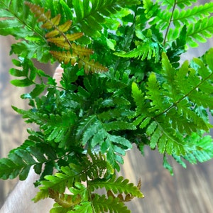 Op de afbeelding: Een close-up van een groene varenplant met enkele bladeren die een roodbruine kleur krijgen.