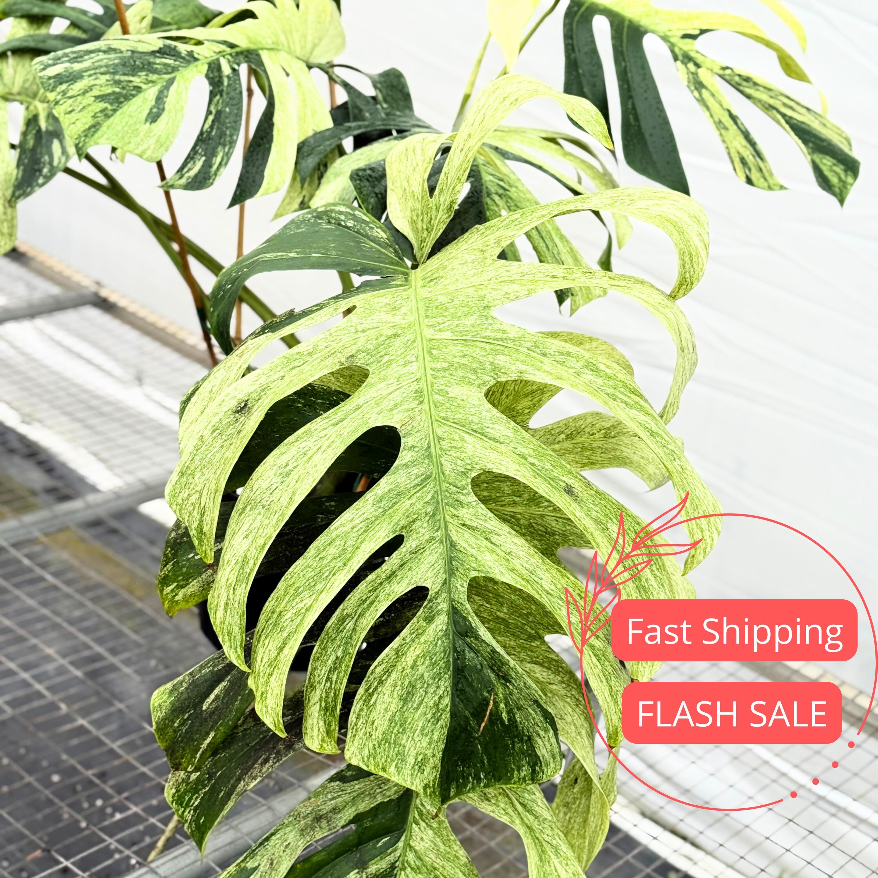 Mint Monstera Tc - Etsy