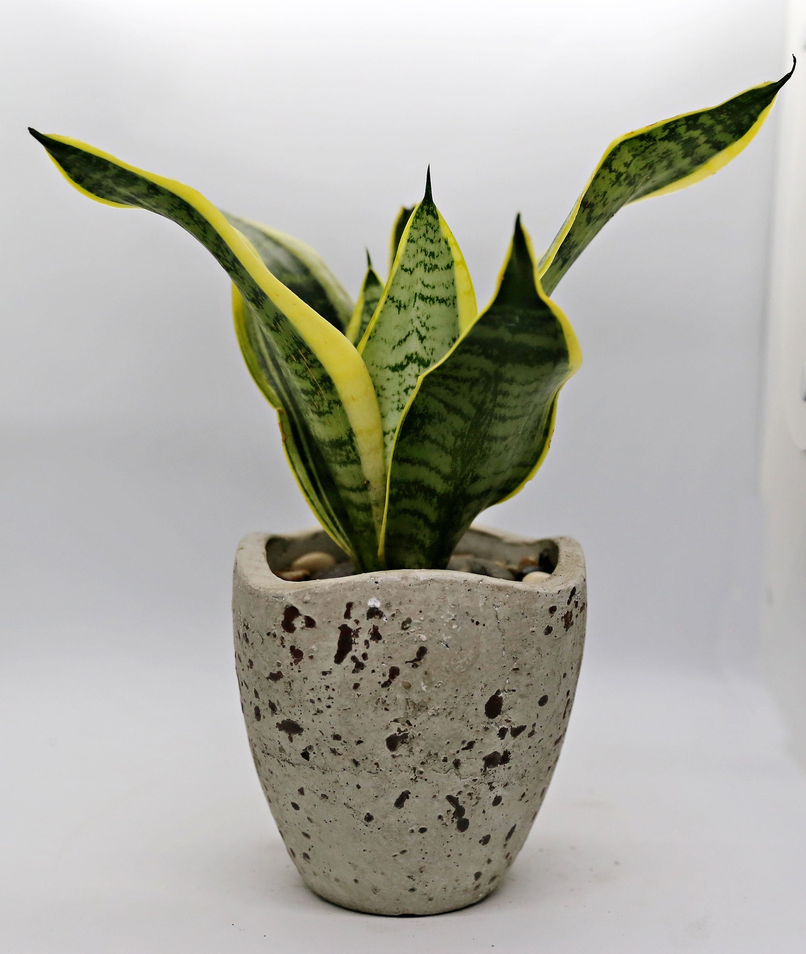 Silver Queen Snake Plant in Rustic Cement Planter | Etsy