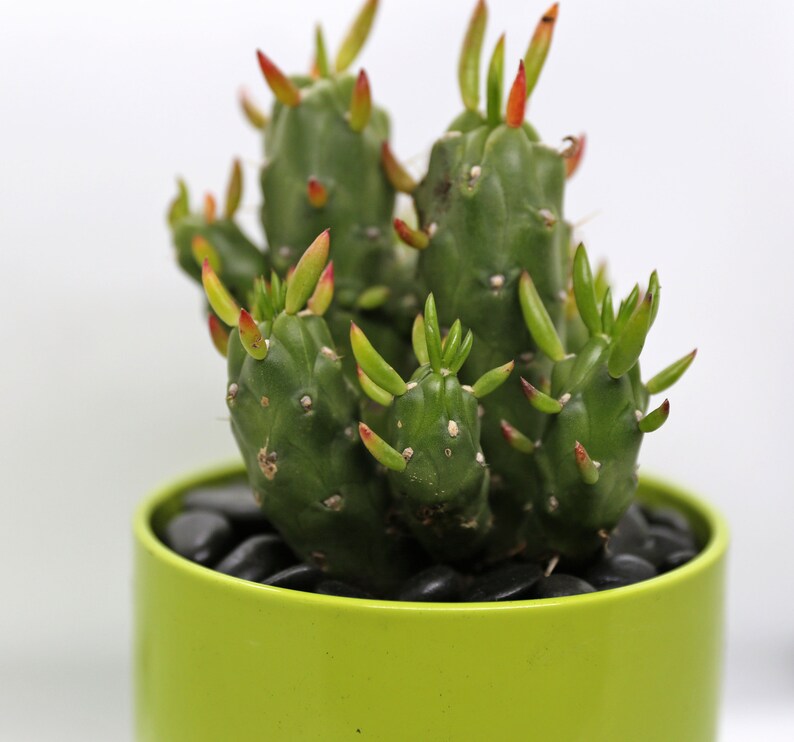 Eve\u2019s Pin Cactus in Green Ceramic Planter