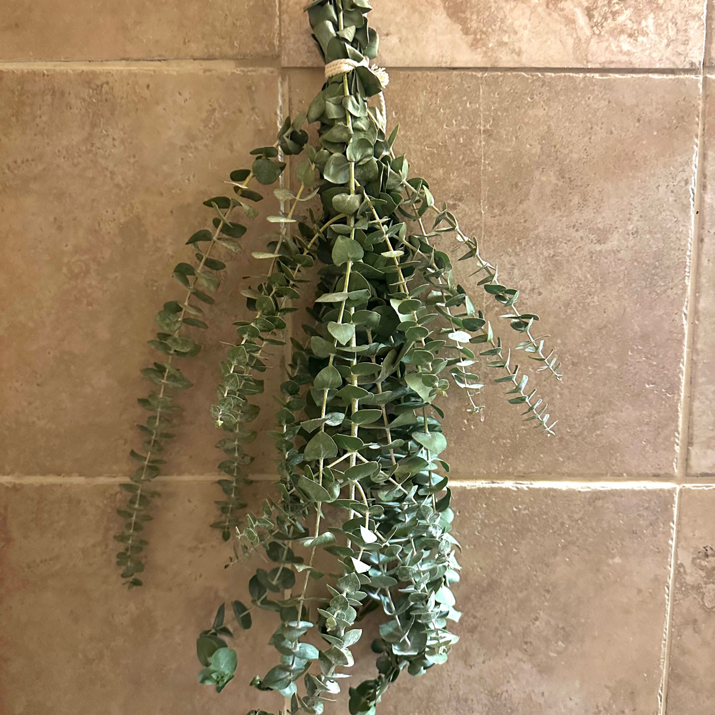 Fresh Eucalyptus Shower Bundle Eucalyptus Plant Fresh Etsy