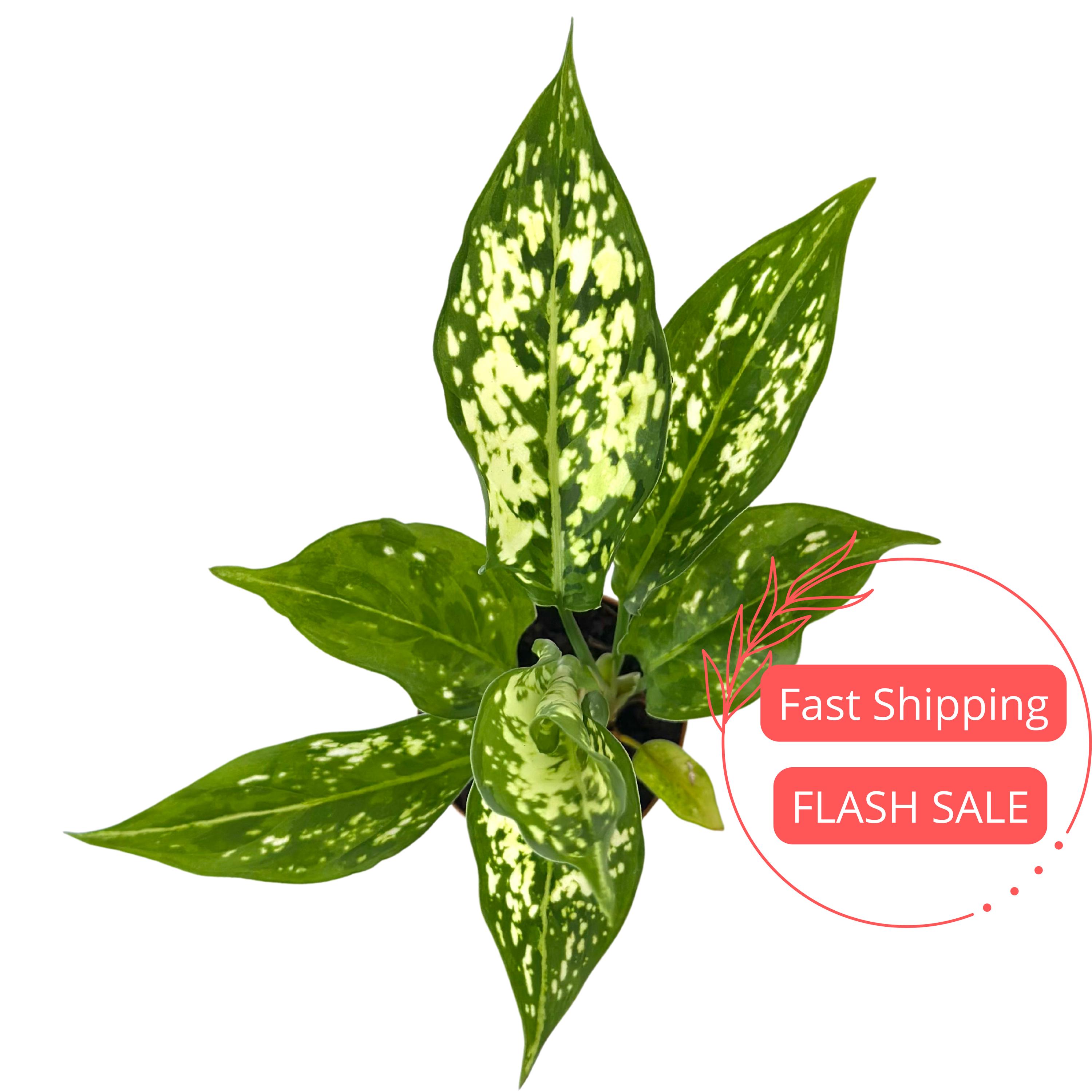 cheap indoor plant stands Vintage Inspired Plant Stand