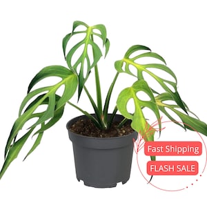May include: A potted Monstera adansonii plant, also known as the Swiss cheese plant, with vibrant green leaves. The leaves have distinctive holes, and the plant is in a dark gray pot. The image also includes text that says "Fast Shipping" and "FLASH SALE".