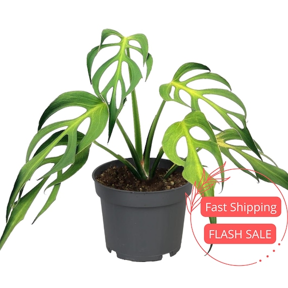 buy snake plant Snake Plant 'Zeylanica' 3" Pot / Nursery Pot