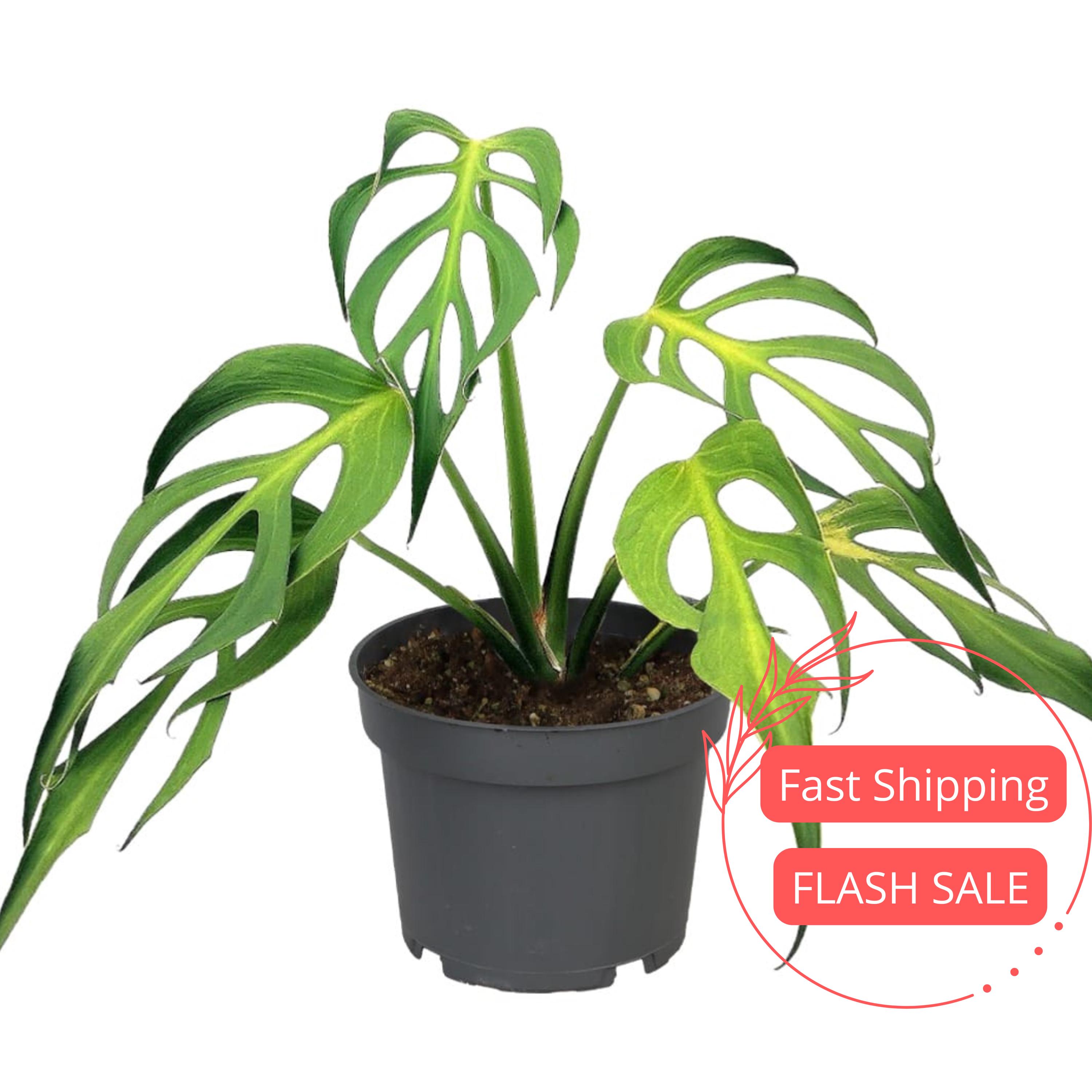 Monstera Burle Marx Flame Live Plant | Flame Monstera Plants SALE | Rare Split Leaf House Plants | Houseplants for Indoor Outdoor Garden