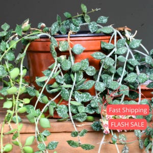 Hoya Curtisii Live Plant | Long Hoya Starter Plants | House Plants Live for Beginner | Hoya Cuttings Rare Plant Gifts | Fully Rooted Silver