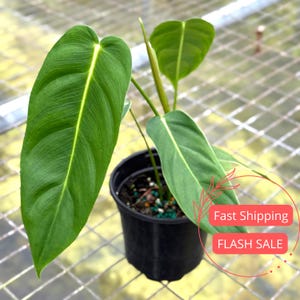 Philodendron Esmeraldense - Etsy