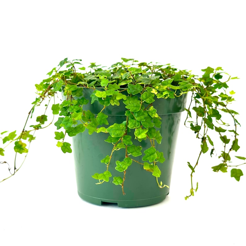 NYCitySucculents String of Frogs - Thumbnail 3