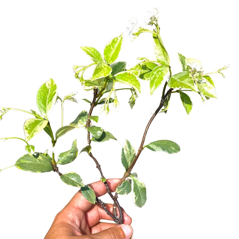 NYCitySucculents Jasmine Plant - Thumbnail 5