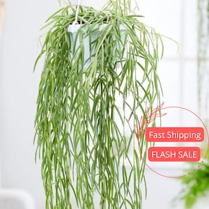 Hoya Linearis Live Plant | String Hoya Starter Plants | Cuttings of House Plants Live for Beginner | Hoya Cuttings for Rare Plant Gifts