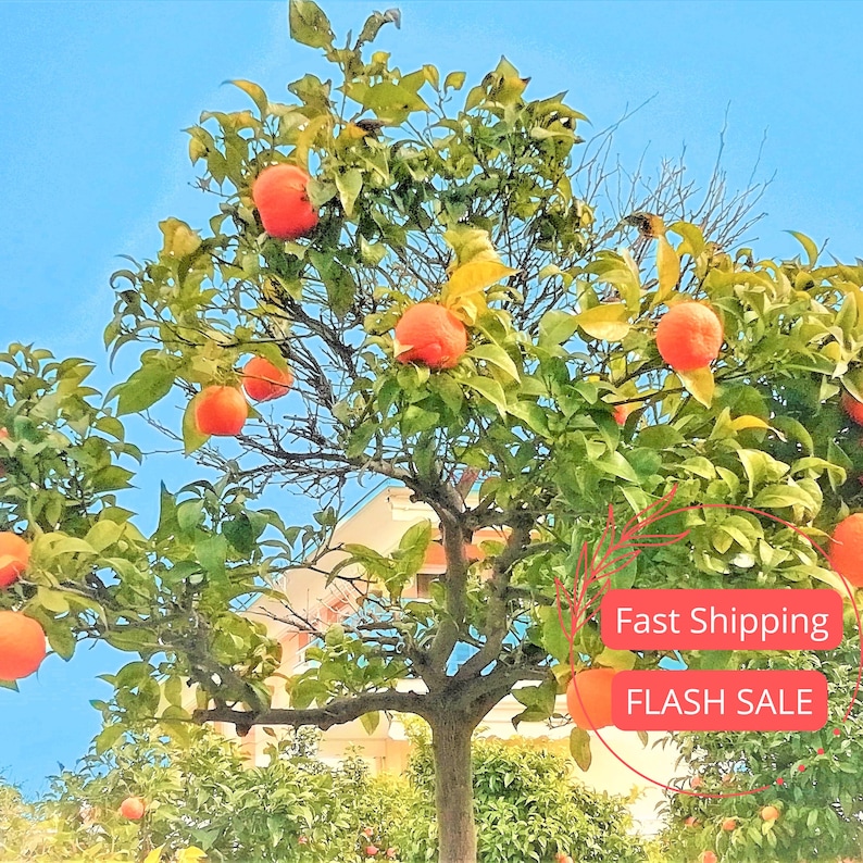 Washington Naval Orange Citrus Fruit Tree Live Plant | Grafted Orange ...