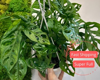 Monstera Adansonii | Monstera Swiss cheese | Swiss Cheese Monstera | Monstera | Monstera Plant | Swiss Cheese Plant | Rare Houseplants