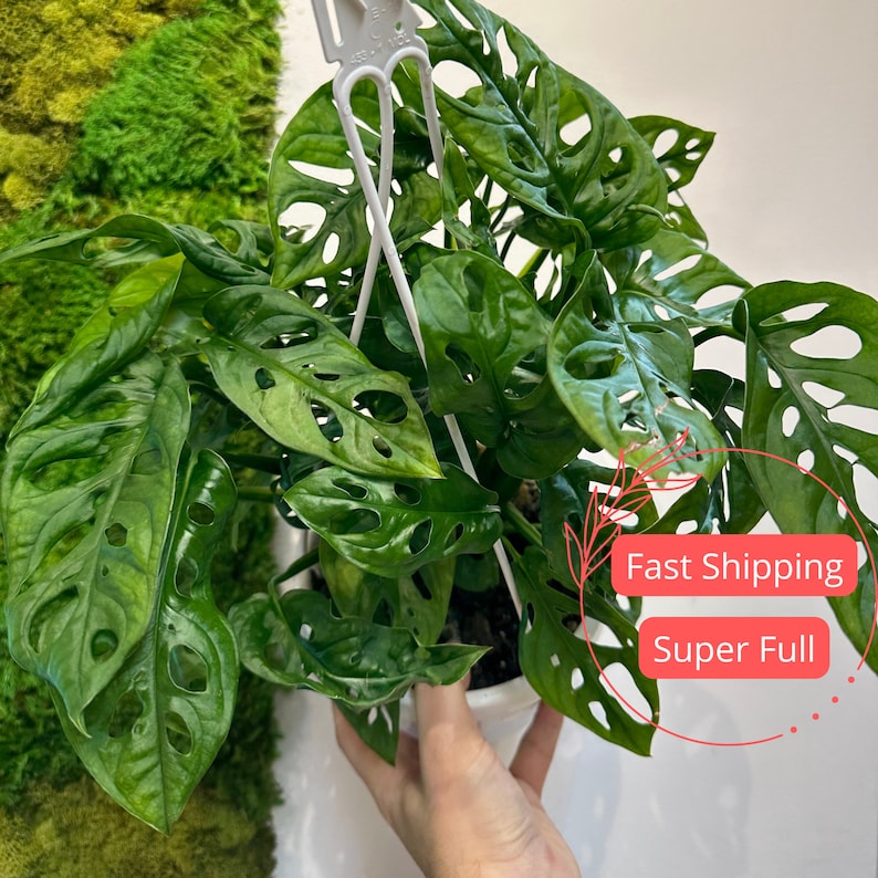 Monstera Adansonii Monstera Swiss Cheese Swiss Cheese Etsy