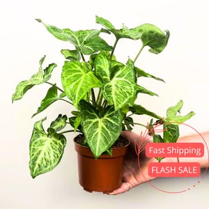 Syngonium Batik Live Plant | Batik Syngonium Starter Plants | House Plants for Beginner Garden | Rare White Variegated Arrowhead Plant Gifts