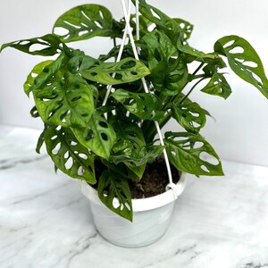 Op de afbeelding: Een groene Monstera adansonii plant met grote, geperforeerde bladeren in een witte hangpot.