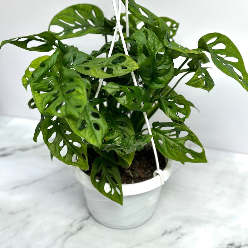 Op de afbeelding: Een groene Monstera adansonii plant met grote, geperforeerde bladeren in een witte hangpot.