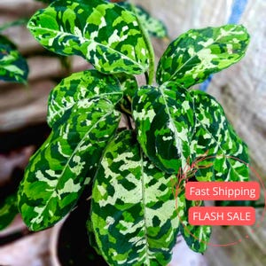 Aglaonema Pictum Tricolor Seed - Etsy