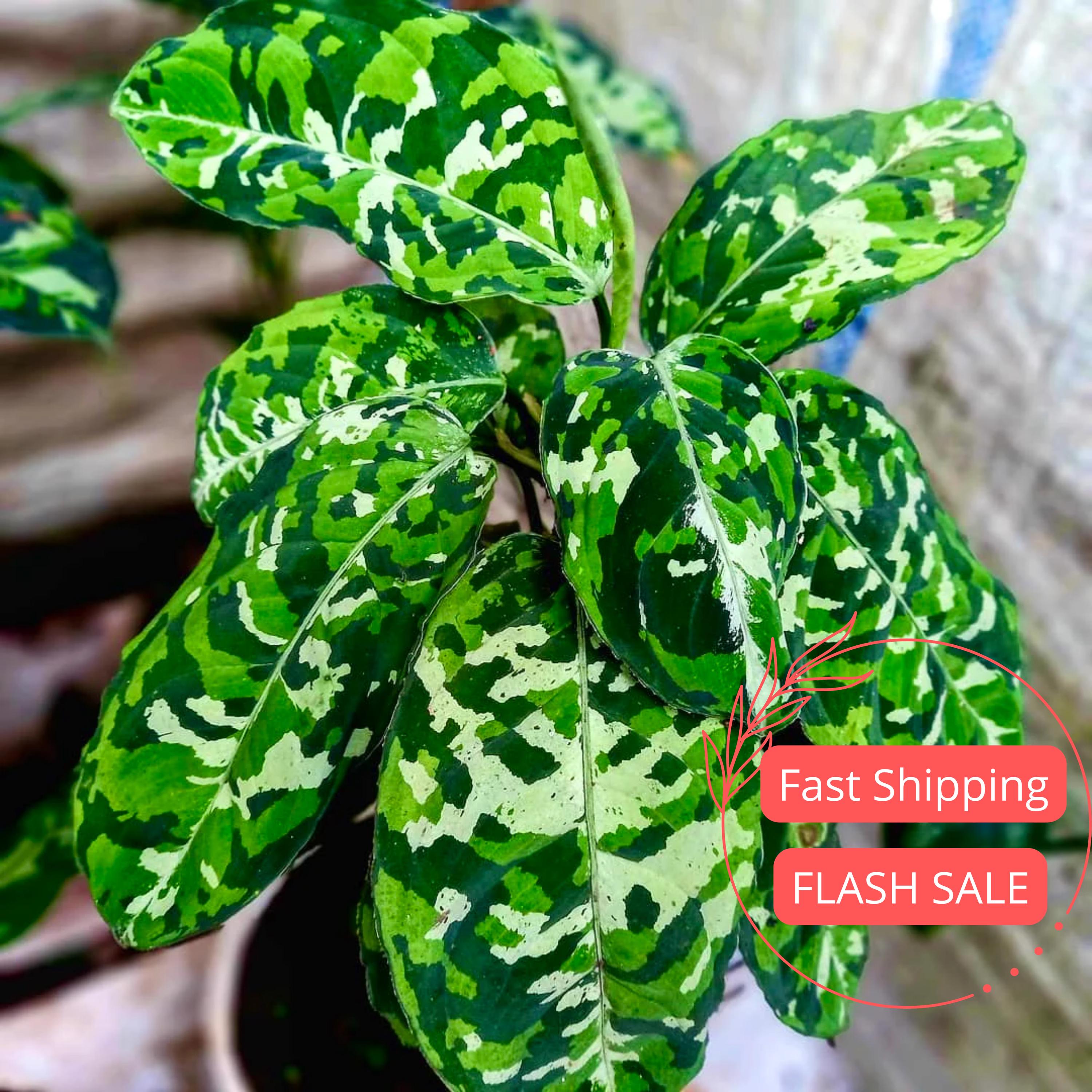 Aglaonema Pictum Tricolor Seed - Etsy