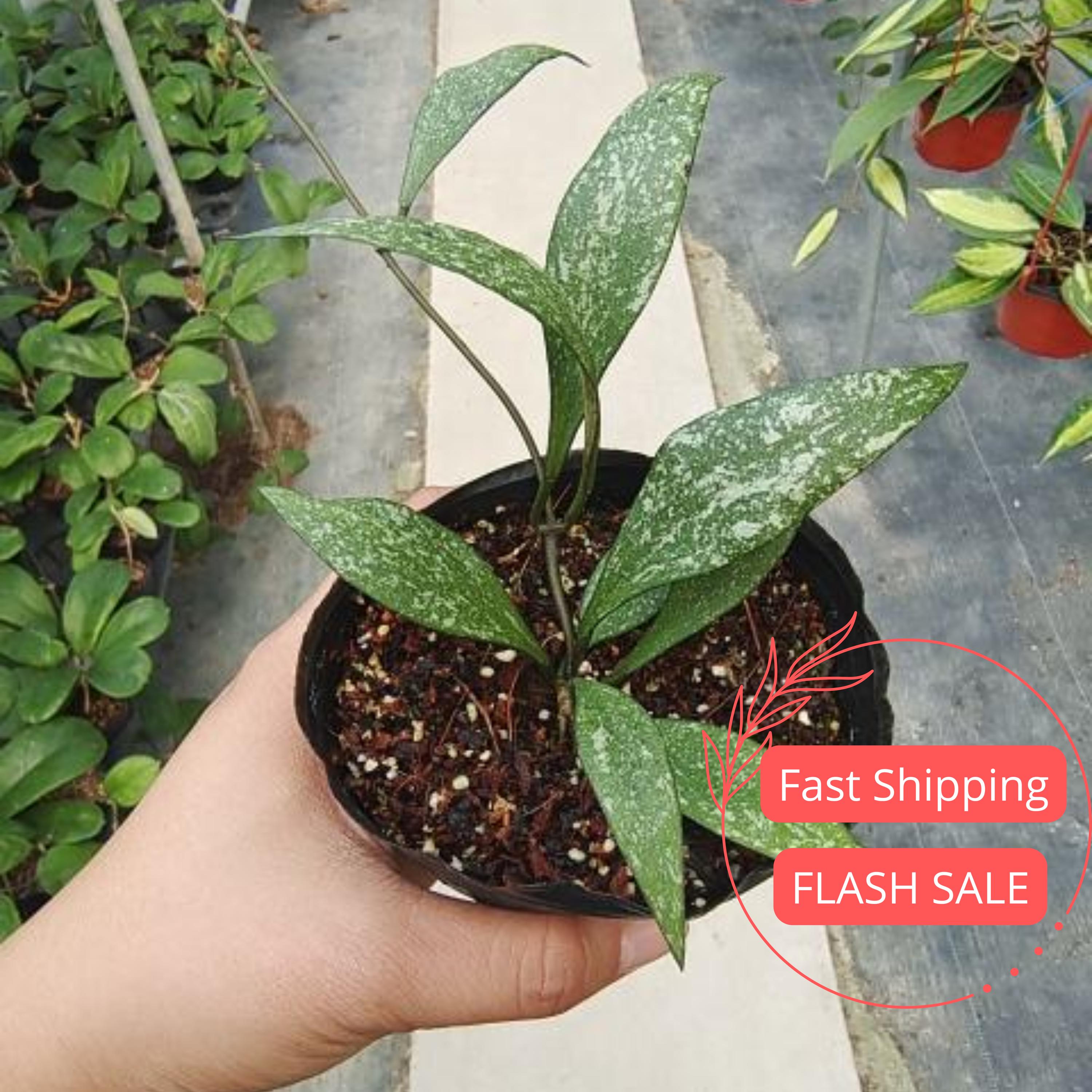 Hoya Parviflora Splash Live Plant | Hoya Variegated Starter Plants