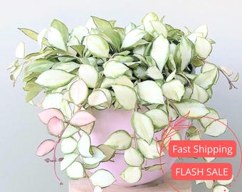 US Seller- Hoya Madara Green Edge Rooted - Etsy