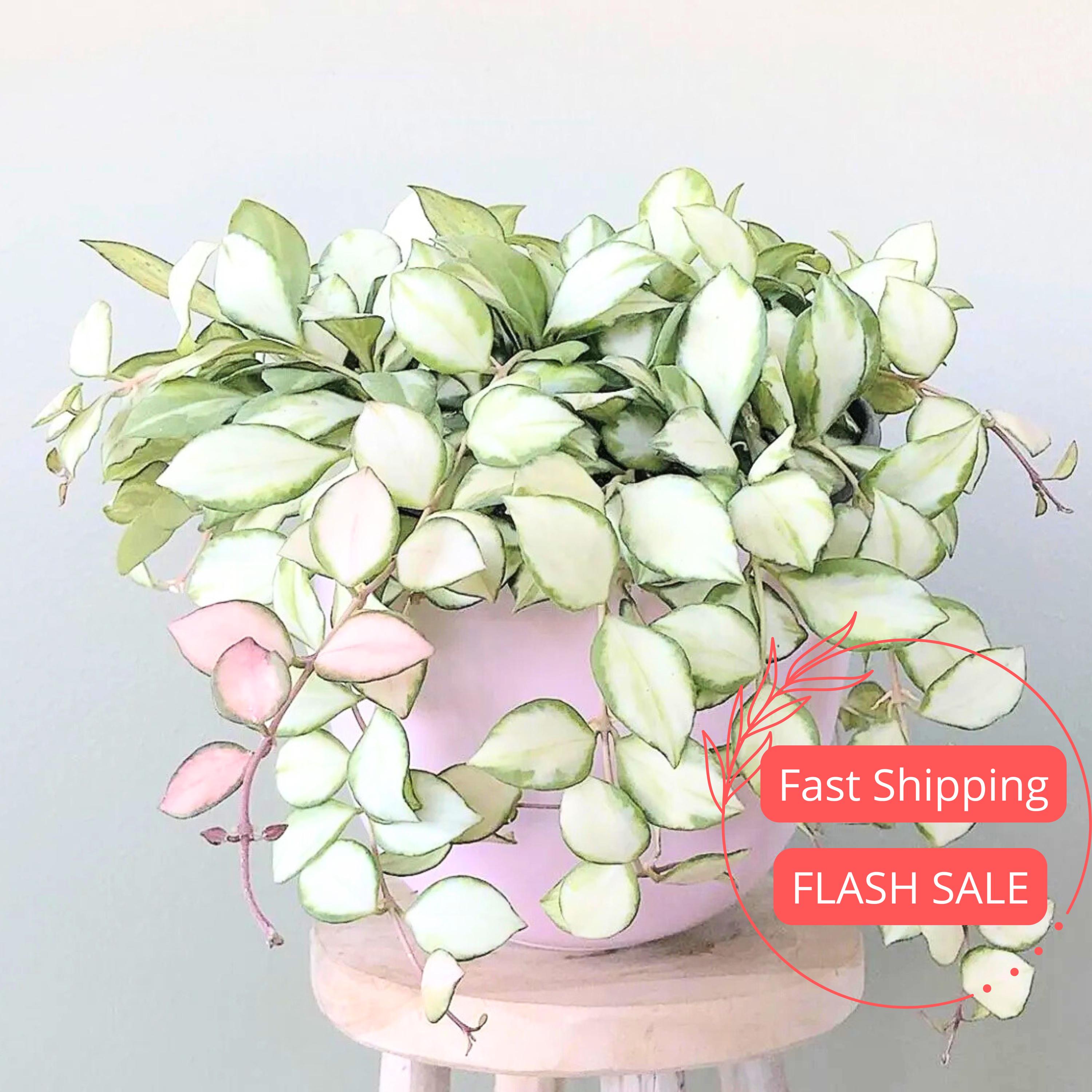 Hoya Carnosa Madara 'snow Angel's - Etsy