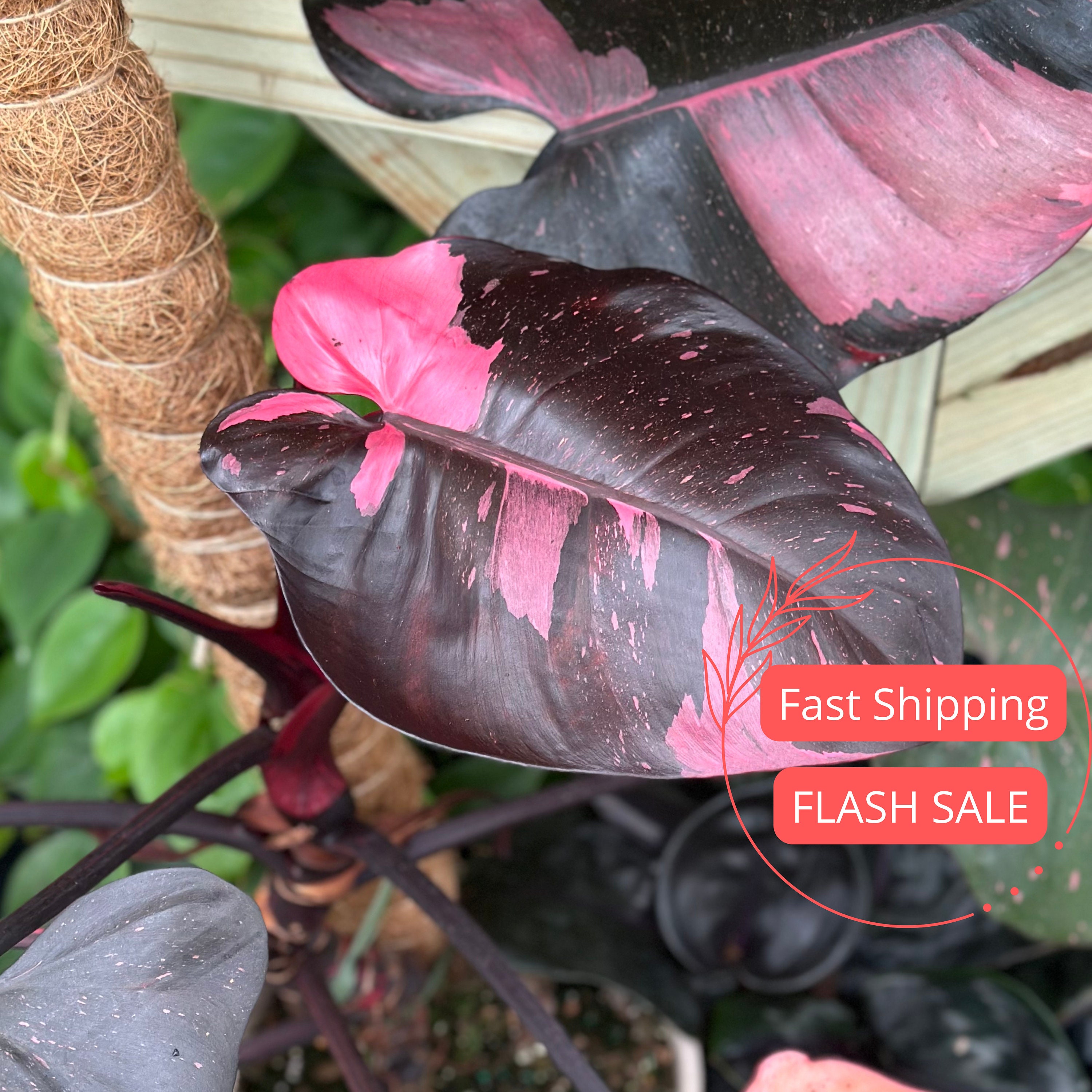 その他観葉植物 Philodendron Pink Princess Black Cherry il_340x270.6244986821_chn2.jpg