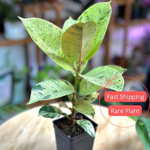 Ficus Shivereana Moonshine Live Plant | Ficus Moonshine Plants| Variegated Ficus Plants | Rare Plants | Large Indoor Houseplants | Gifts